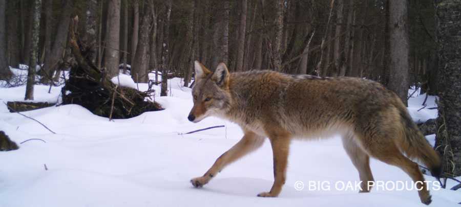 Midwinter Coyote